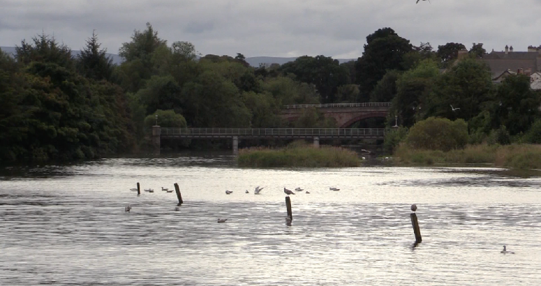 A wide river under an overcast sky, with birds resting on the water and on wooden posts. Trees line both banks, and a stone bridge with railings spans the river in the background.