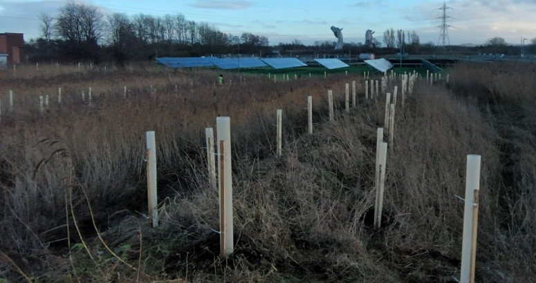 The saplings that have been planted at Dalderse WWTW