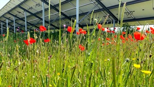 Wildflowers in bloom at Gailes Wastewater Pumping Station