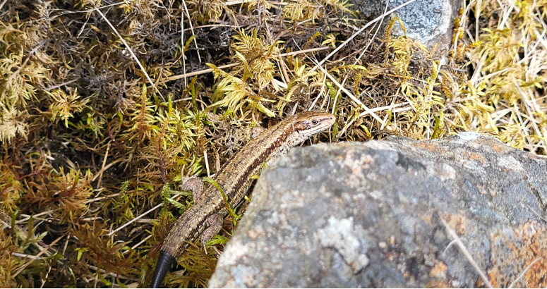 A Common Lizard from Megget Reservoir