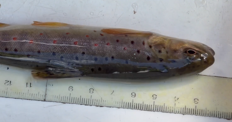 One of the fish that was relocated