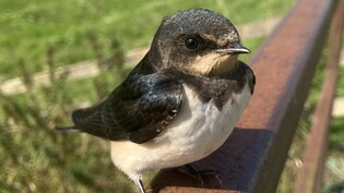 Close up of lucky bird