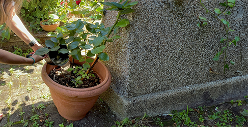 unknown person pouring saucepan of cooking water in a planter to keep plants hydrated