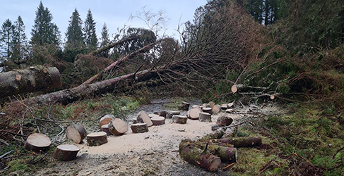 Access to Eredine WTW blocked by fallen tree during Storm Eowyn