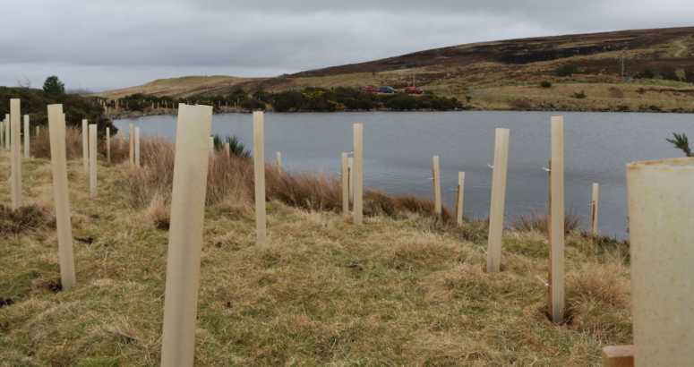 Newly planted trees with tree guards at Clunas Reservoir